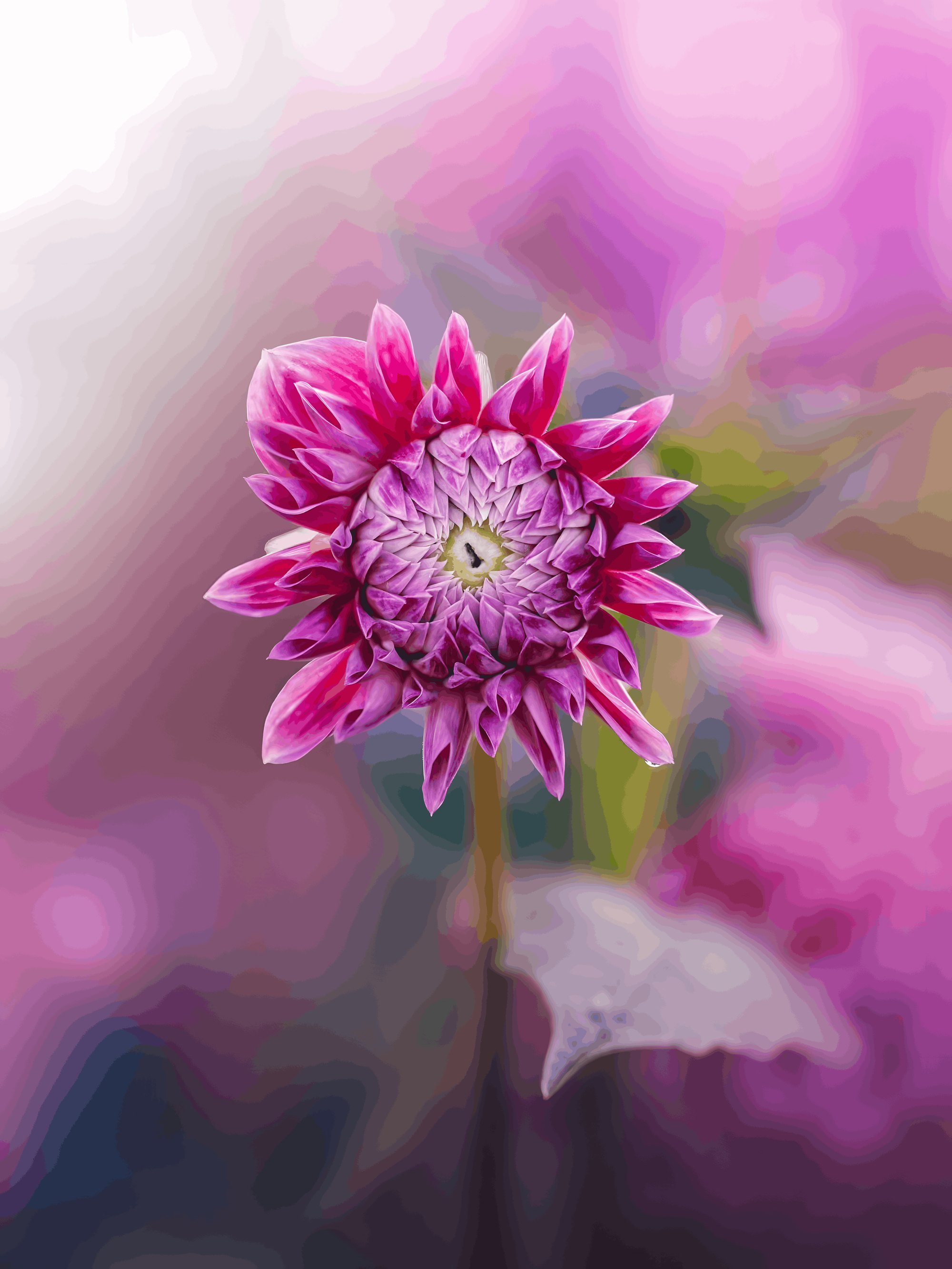 A pink dahlia covered in dew drops, photographed from above